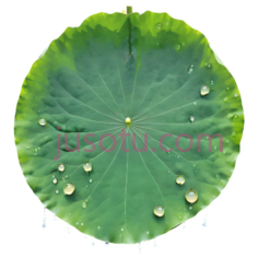 荷叶,自然,绿色PNG