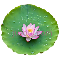 荷花,自然,粉色PNG