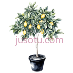 水彩,柠檬树,花盆PNG