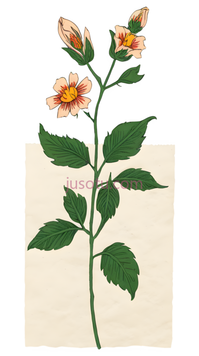植物,插画,绿色,黄色,白色, PNG