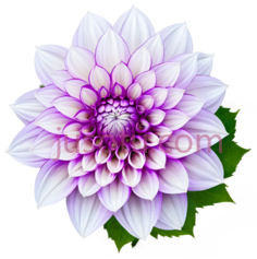 花,绽放,紫色PNG