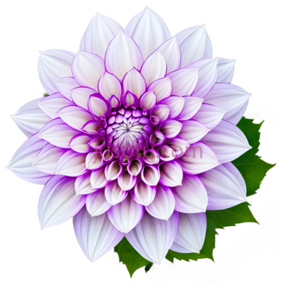 花,绽放,紫色, PNG