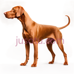 狗,3D,棕色PNG