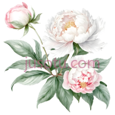 牡丹,水彩画,白色,粉色PNG