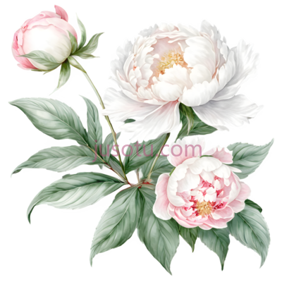牡丹,水彩画,白色,粉色, PNG