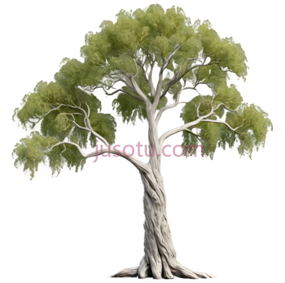棉白杨, PNG