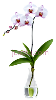 玻璃,荷花PNG