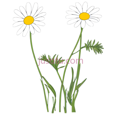 雏菊,插画,白色,黄色,绿色, PNG