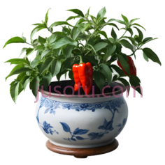 盆栽辣椒,青花瓷,绿色,红色PNG
