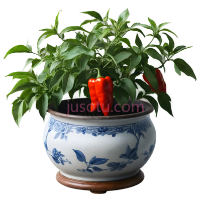 盆栽辣椒,青花瓷,绿色,红色, PNG