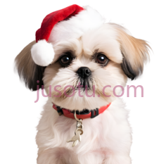 小狗,戴圣诞帽,白色PNG