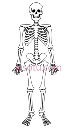 骨骼,人体, PNG