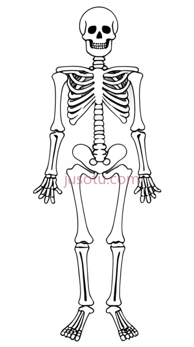 骨骼,人体, PNG