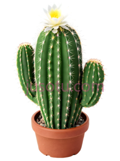 仙人掌,植物, PNG