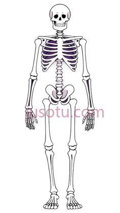 骨骼,卡通,白色PNG