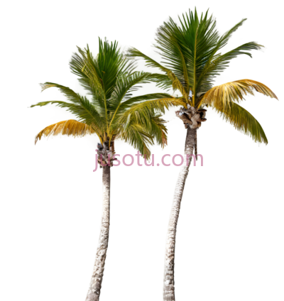 椰子树,自然,绿色,黄色, PNG