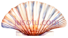 扇贝PNG