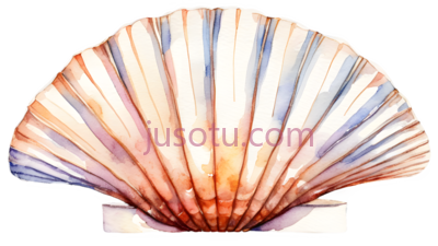 扇贝, PNG