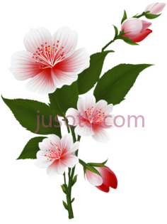 桃花,插画,粉色,白色PNG