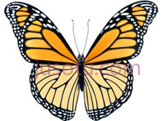 蝴蝶,卡通,黄色,黑色PNG