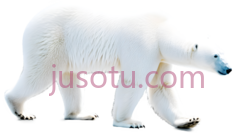 北极熊,卡通,白色PNG