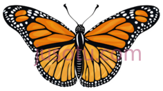 蝴蝶,卡通,橙色,黑色,白色PNG