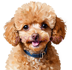 狗,泰迪熊犬,棕色PNG