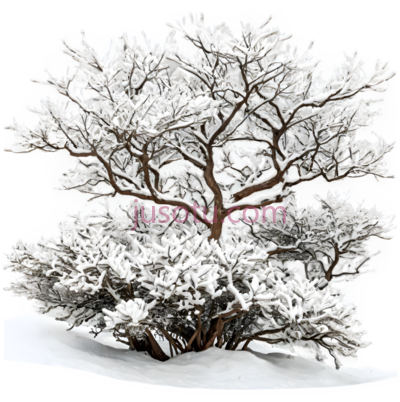盆景,雪景,白色, PNG