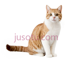 猫,棕色PNG