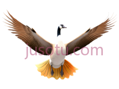 鸟,卡通,白色,黑色,橙色PNG