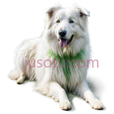 狗,坐姿,白色PNG