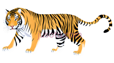 老虎,丛林, PNG