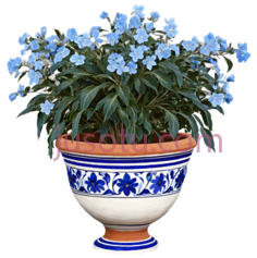 花,陶瓷,蓝色,白色PNG