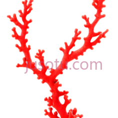 珊瑚,抽象,红色PNG