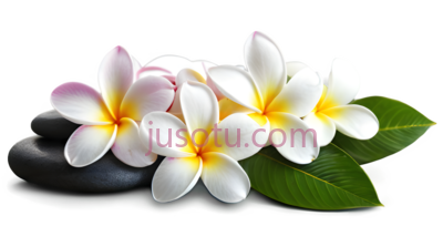 鸡蛋花树, PNG