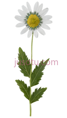 菊花,自然,白色, 绿色PNG