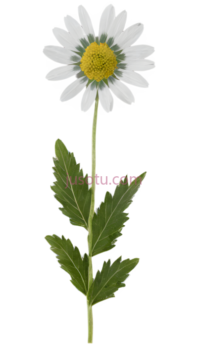 菊花,自然,白色, 绿色, PNG