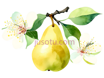 梨,水彩画,黄色, PNG
