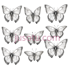 蝴蝶,线条画,白色PNG