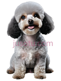 玩具贵宾犬PNG