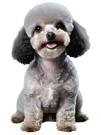 玩具贵宾犬, PNG