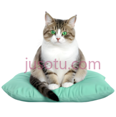 猫,坐着,白色,棕色PNG