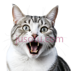 猫,灰白相间PNG