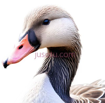 鹅,自然,白色,棕色,粉色, PNG