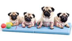 哈巴狗,卡通,白色PNG