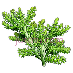 珊瑚,卡通,绿色PNG