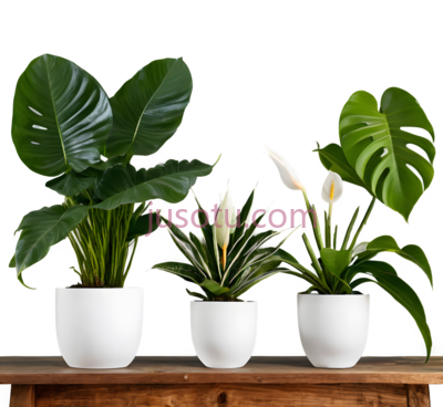 植物,花盆,蛇尾兰, PNG