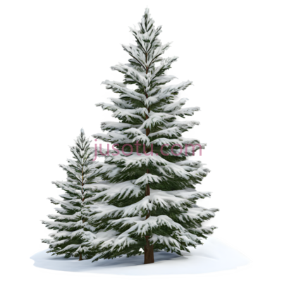 雪松,插画,白色, PNG
