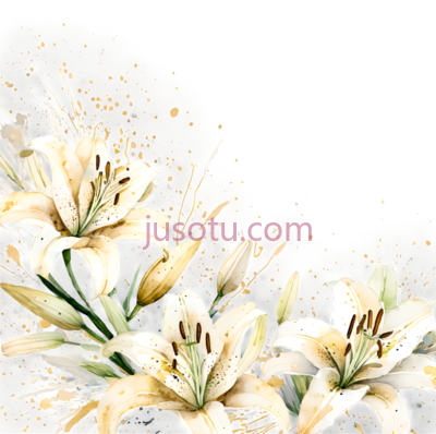 百合花,水彩画,白色, PNG