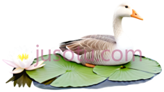 野鹅,荷花,池塘,水彩画PNG